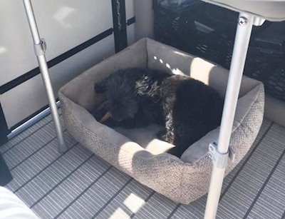 https://f.hubspotusercontent30.net/hubfs/8882038/Pet%20friendly/pup-under-table-rev_400.jpg